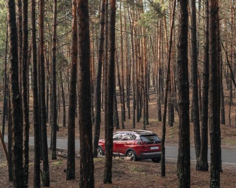 red car in the middle of the forest during daytime