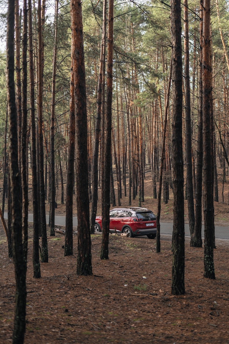 red car in the middle of the forest during daytime