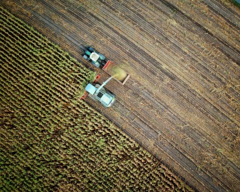 two trucks on plant field