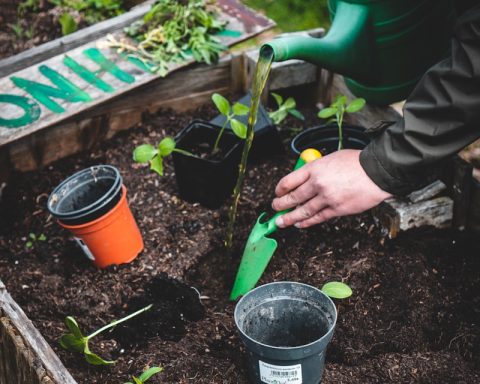 person holding green plastic shovel