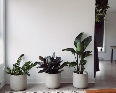 three green-leafed plants