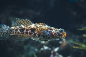 a close up of a fish in an aquarium