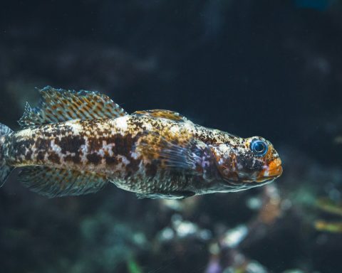 a close up of a fish in an aquarium