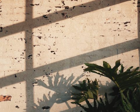 green leafed plant near white wall