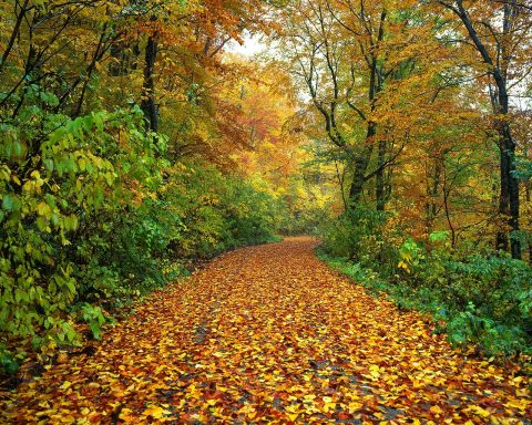 Natte herfstweg met gevallen bladeren op het asfalt