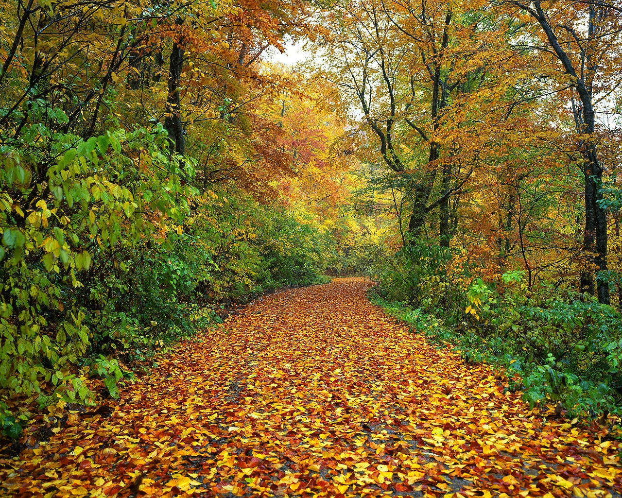 Natte herfstweg met gevallen bladeren op het asfalt